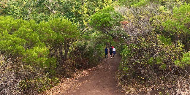 Hiking Le Morne Mountain   UNESCO World Heritage Site (Half Day) (5)